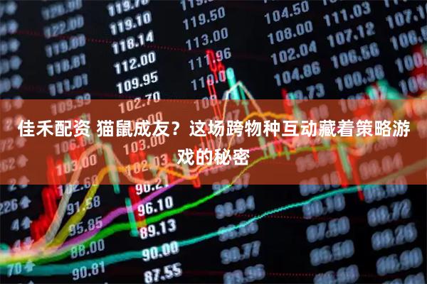 佳禾配资 猫鼠成友？这场跨物种互动藏着策略游戏的秘密